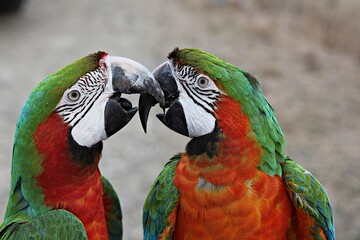 한국공워에서찍은앵무새입니다