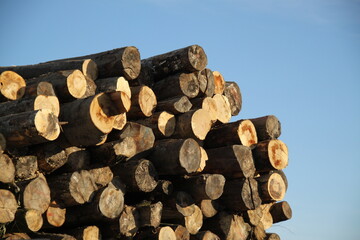 Tas de bois bûche industriel