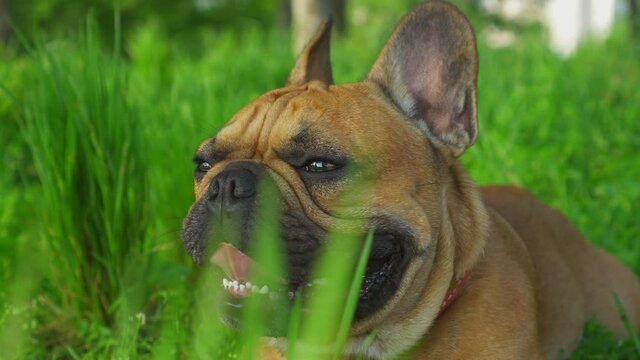 Dog lying on green grass, cute funny french bulldog smiling happiness open mouth pink tongue. Domestic pet puppy looks positively at camera. Best friend companion. Dolly sideways cinematic motion. 4k