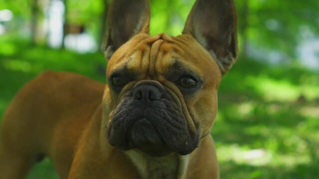 Happy dog muzzle cute french bulldog. Pet in sunny day green field park funny looks around. Dog smiles mouth opened. Thoroughbred companion dog face. Vivid sincere emotions. Gimbal stock film 4k