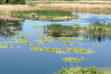 View of the Dnieper Bay, beautiful white lilies and other aquatic vegetation near Kiev, Ukraine.
