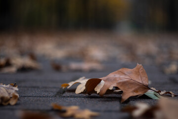 Kyiv, Ukraine – November 14 2020: Beautiful fall leaf with swirl bokeh of autumn park background