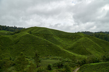 Landscape of tea plantation in Cameron Highland, Malaysia
