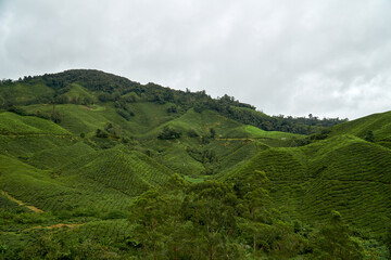 Landscape of tea plantation in Cameron Highland, Malaysia