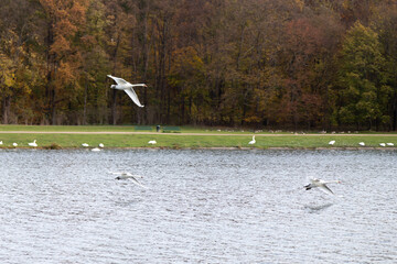 three swans are flying over a lake in a park