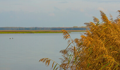 Naklejka na ściany i meble Reed along the edge of a lake in wetland in sunlight in autumn, Almere, Flevoland, The Netherlands, November 14, 2020
