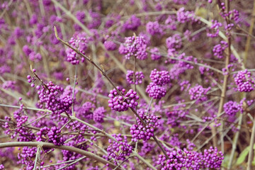 Callicarpa bodinieri,  purple 'Imperial Pearl'  in bloom