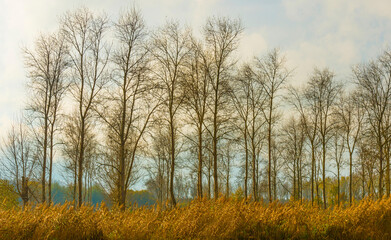 Silhoutte of the canopy of deciduous trees in a field in wetland under a blue cloudy sky in sunlight in autumn, Almere, Flevoland, The Netherlands, November 14, 2020