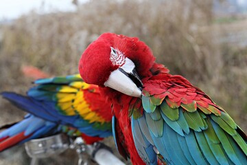 Naklejka premium 한국공워에서찍은앵무새입니다