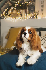 cavalier king charles spaniel