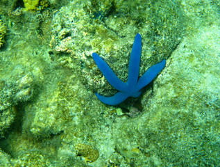 tropical coral reef