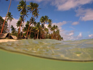 tropical island with palm trees