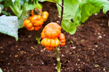 Orange color plant like small pumpkin at greenhouse in Japan.