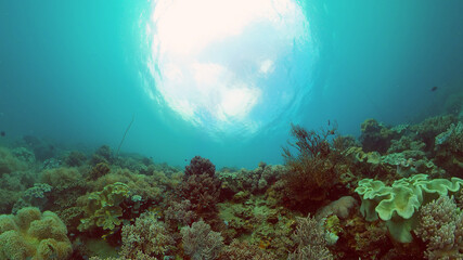 Coral reef underwater with fishes and marine life. Coral reef and tropical fish. Philippines.