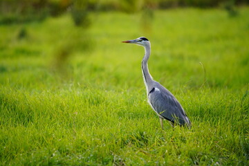 Obraz na płótnie Canvas Grey Heron Standing Upright on a Meadow