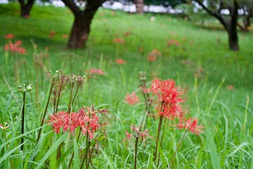 The cluster amaryllis at garden in Japan.