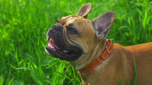 Professional stock footage happy dog ​​french bulldog domestic thoroughbred pet. Slow motion smiling happy jaws open. Cute muzzle face. Sunny day field green grass. Pink tongue sticking out of mouth