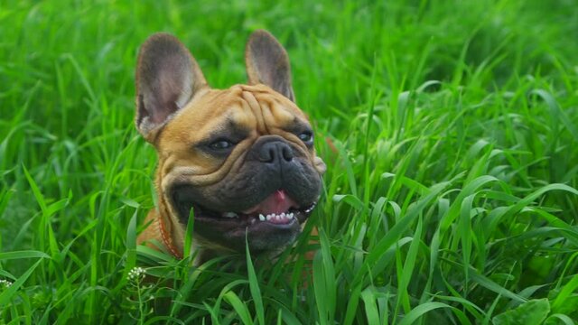 Cute french bulldog purebred pet dog sitting on street in park green grass and smiling Open mouth. Happy animal walking. Dear favorite for your advertising about products for animals. Slow motion shot