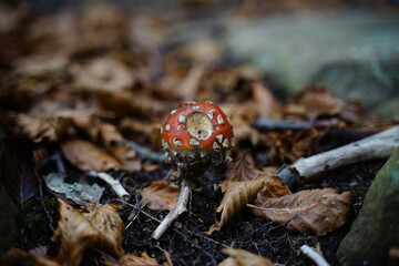 amanita muscaria