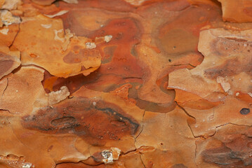Pine bark close-up in orange color. Wood texture.