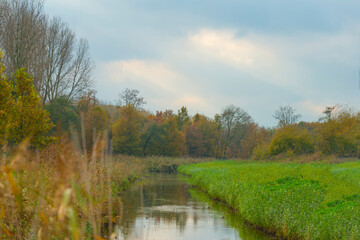 Canal in a forest in fall colors in wetland in sunlight in autumn, Almere, Flevoland, The Netherlands, November 14, 2020