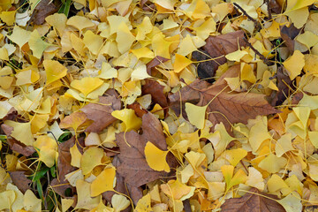 herbstlaub