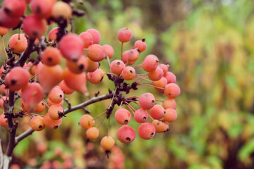 The pink berries of the Malus 'Adirondack' crab apple tree