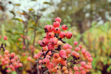 The pink berries of the Malus 'Adirondack' crab apple tree