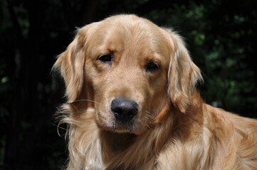 Hermoso perro Golden Retriever mirando a la c&aacute;mara 