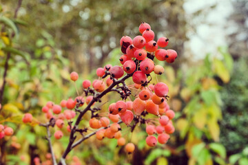 The pink berries of the Malus 'Adirondack' crab apple tree