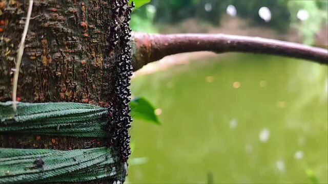 Termites are eusocial insects that are classified at the taxonomic rank of infraorder Isoptera, or as epifamily Termitoidae within the order Blattodea (along with cockroaches).