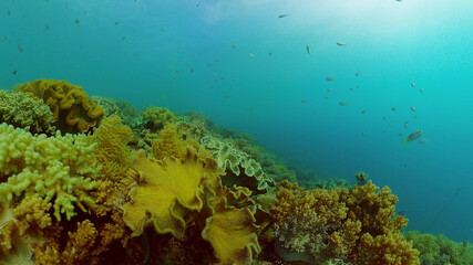 Fototapeta na wymiar Tropical coral reef and fishes underwater. Hard and soft corals. Philippines.