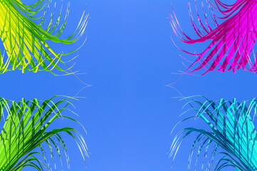 Fototapeta na wymiar Feuilles couleurs de palmier latanier sur fond bleu 
