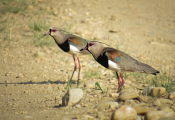 casal de quero-quero - Vanellus chilensis (Molina, 1782) 
