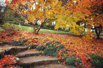 The yellow and orange leaves of the Acer Palmatum (Japanese Maple during the autumn