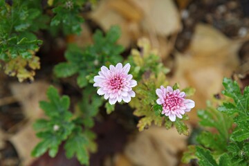 한국가을공우ㅏㄴ의풍경입니다