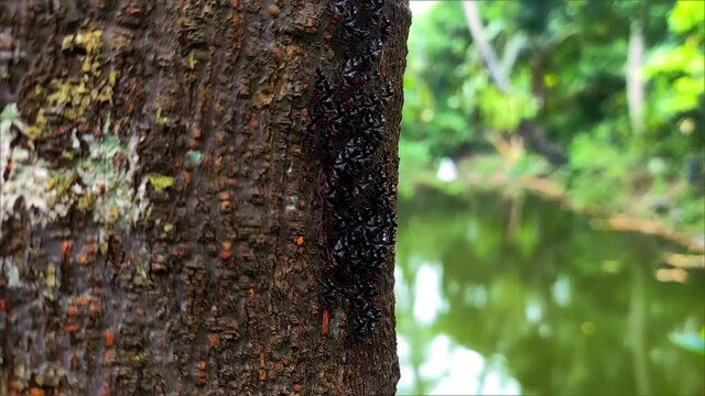 Termites are eusocial insects that are classified at the taxonomic rank of infraorder Isoptera, or as epifamily Termitoidae within the order Blattodea (along with cockroaches).