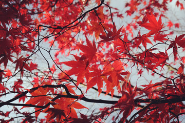 The bright red leaves of the Acer palmate maple (Japanese Maple during the autumn