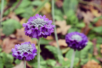 Purple Round-headed Himalayan primrose 'Primula capitata' in flower during the autumn