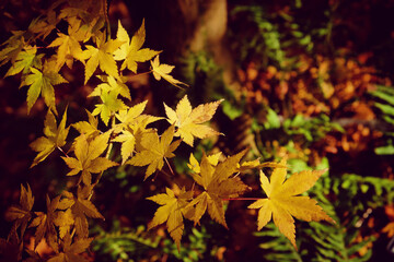The yellow and orange leaves of the Acer tataricum subsp. aidzuense (Japanese Maple) during the autumn