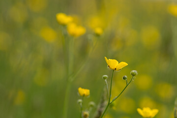 yellow buttercup close up flower in the field