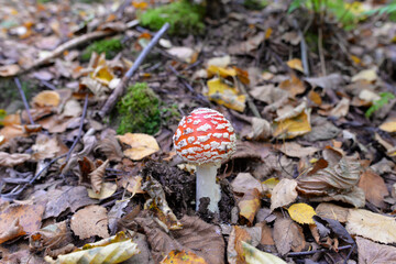 Fliegenpilz (Amanita muscaria)