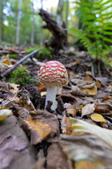 Fliegenpilz (Amanita muscaria)