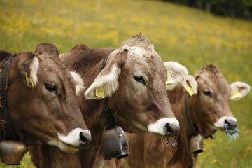 Three cows with bells