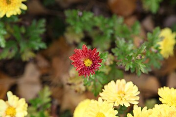 한국가을공우ㅏㄴ의풍경입니다