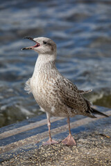 Seagull standing on the shore, calling