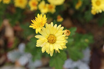 한국가을공우ㅏㄴ의풍경입니다