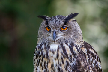 Hibou grand-duc
