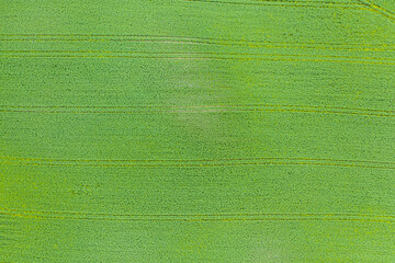 Luftaufnahme eines frisch grünen Weizenfelds mit Linien und Fahrspuren