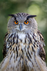Hibou grand-duc